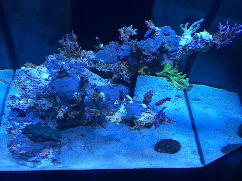 MedRed's 60 Gallon Solana XL Page 43 Reef Central