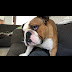 Englische Bulldogge / English Bulldog Puppies For Sale | Norco, CA #292165 : Die englische bulldogge ist ein liebevoller familienhund aus großbritannien.