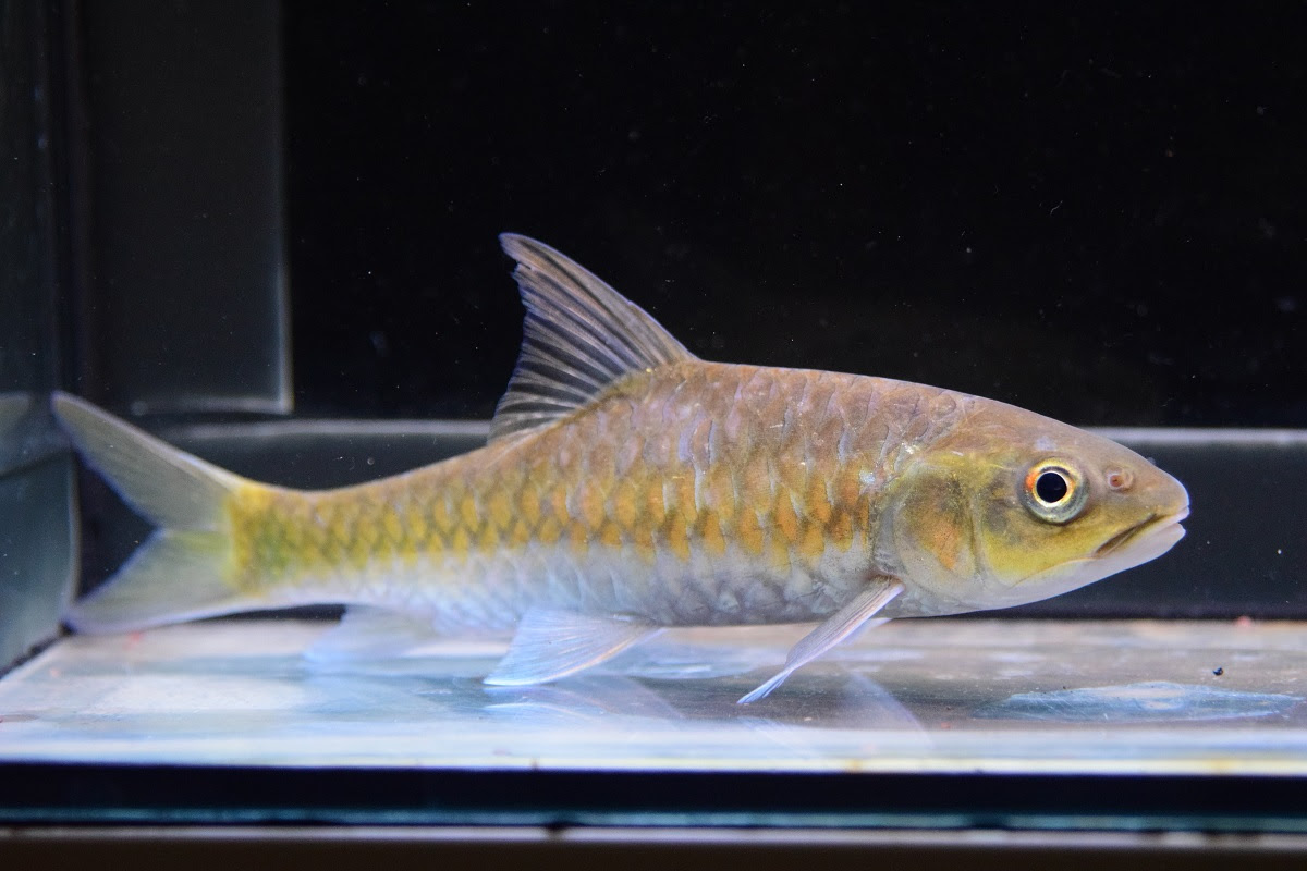 今日の入荷魚 静岡市の熱帯魚専門店 大型魚 古代魚 珍魚 World Rivers