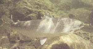 cycle report first Miramichi Life the   Salmon Atlantic Salmon Cycle of