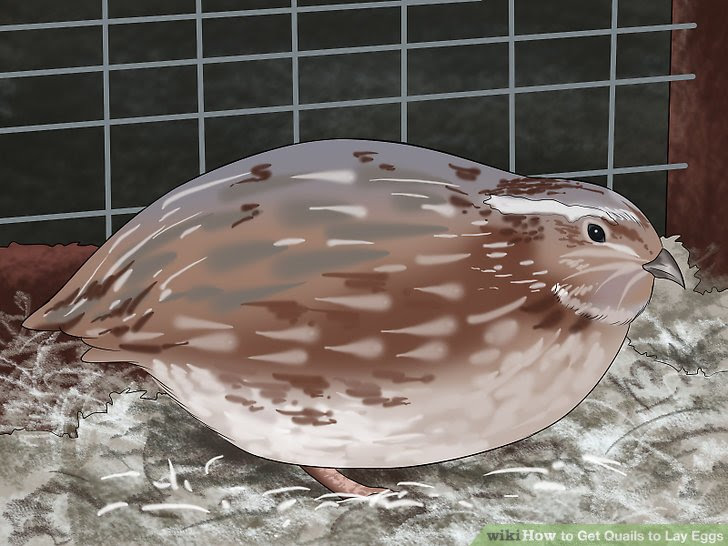 Get Quails to Lay Eggs Step 3.jpg