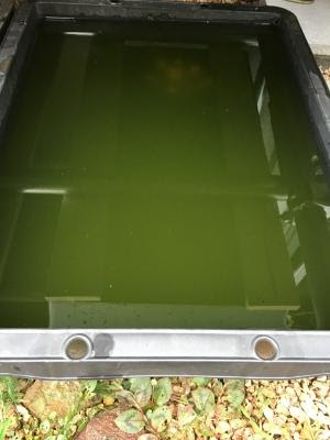 グリーンウォーター 小遣いで楽しむアクアな生活