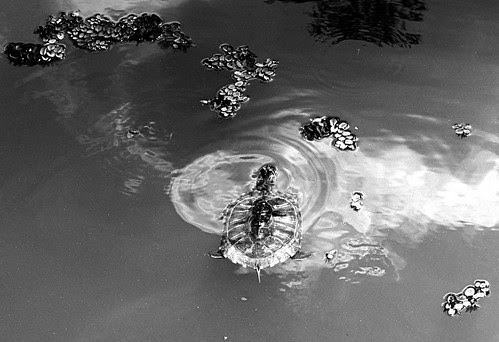 Turtle, ripple, cloud