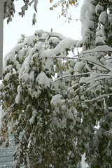 20091029_4433.JPG