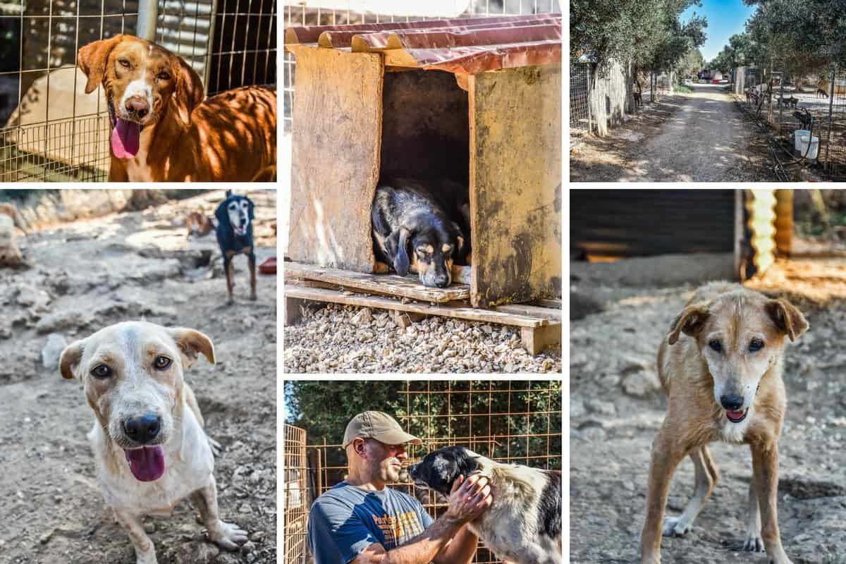 ARK Animal Rescue Kefalonia Hope For 400 Stray Dogs Cats ARK Animal Rescue Kefalonia Hope For 400 Stray Dogs Cats