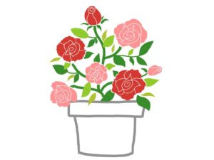 バラの肥料まとめ 時期やおすすめ肥料 肥料やけしない与え方は Flovia