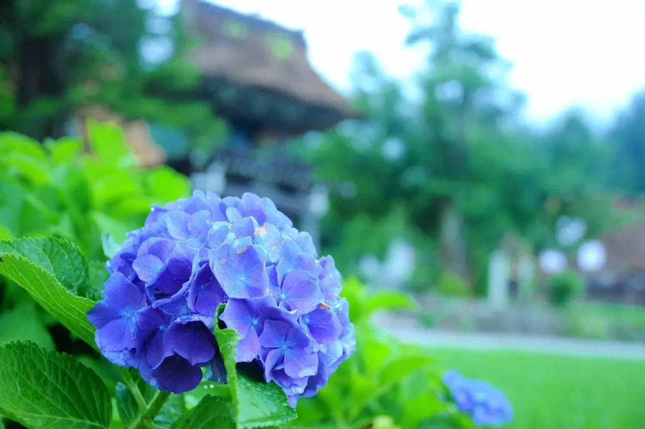 在六月 遇见紫阳花