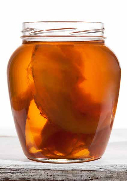 Alles über den Kombucha Pilz - Kombucha und Kefir ...