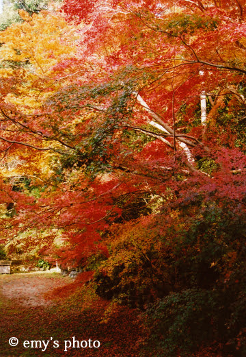 $極楽手帳～写真家＆タロット鑑定士EMYのブログ