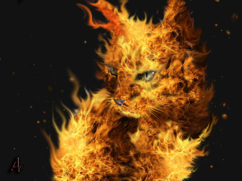 wallpaper funny cat. Cat Wallpaper