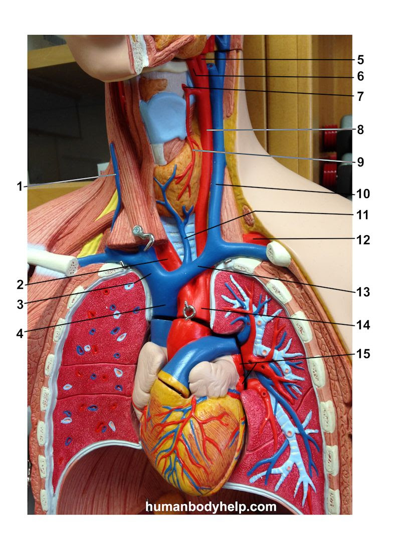 Upper Torso 1 Blood Vessels - Human Body Help