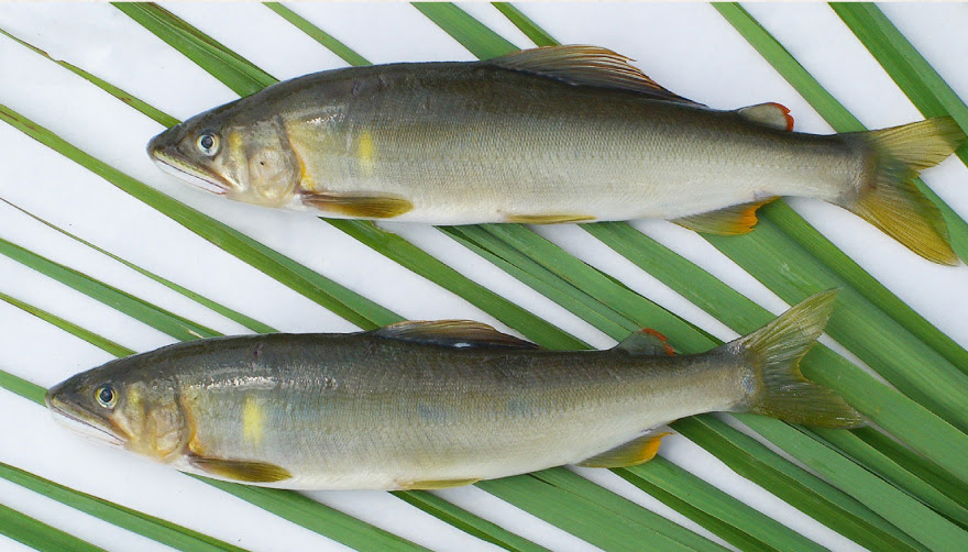 魚のうんちく