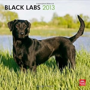 Labrador Retrievers, Black 2013 Square 12X12 (Multilingual Edition)