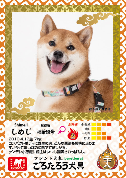 カード番号28番しめじ完成 ごろたろう犬具 めっちゃ似合ってるブログ