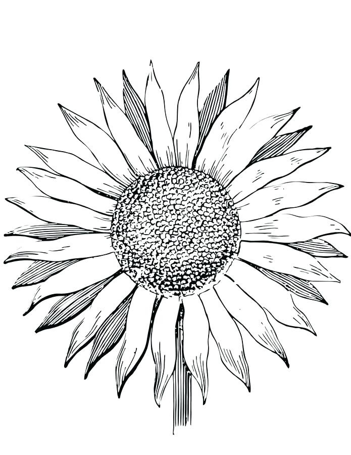 Download Sunflower Coloring Pages For Adults at GetColorings.com ...