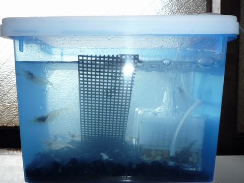 Cdケースが水槽に ダイソー商品で作るお手軽アクアリウムとその仲間たち Izilook