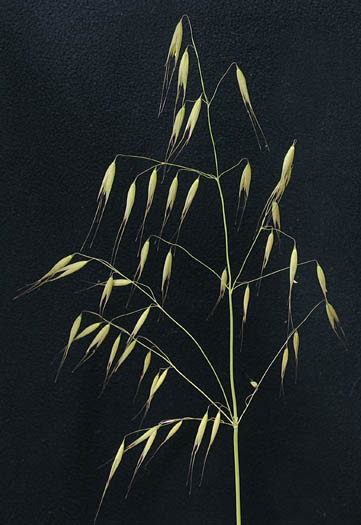 s&r roundtable Wildflowers, Avena detail NPS, NRA page SAMO fatua s&r roundtable Wildflowers, Avena detail NPS, NRA page SAMO fatua