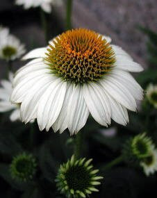 花 エキナセア 8月日の花と花言葉 エキナセア 魅る魅るガーデニング
