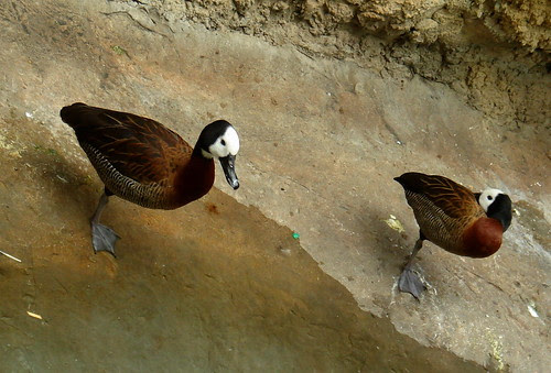 Ducks