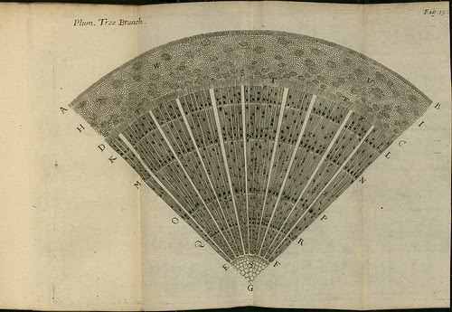Plum Tree Branch - The comparative anatomy of trunks - Nehemiah Grew 1675