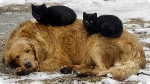 Как кошка с собакой – 23