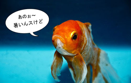 水槽フタ１ 気化熱で冷やせ 水槽クーラーを自作する１番簡単な方法 優柔不断流の買物道