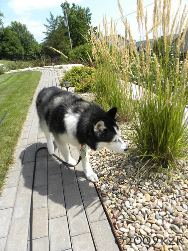 Feather Reed Grass