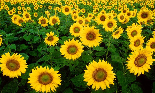 ひまわりの花言葉の意味と由来は怖い神話から 結婚式にも使える 金魚のおもちゃ箱