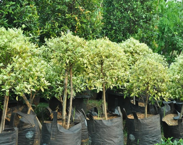 21 Tanaman Yang Biasa Ada di Taman Dan Fungsinya 21 Tanaman Yang Biasa Ada di Taman Dan Fungsinya