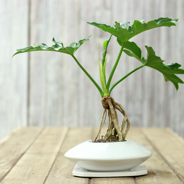 送料無料 大人系モダンgreen セロームお皿のようなスタイリシュな植木鉢に E 花屋さんのページ ひもづけ Com