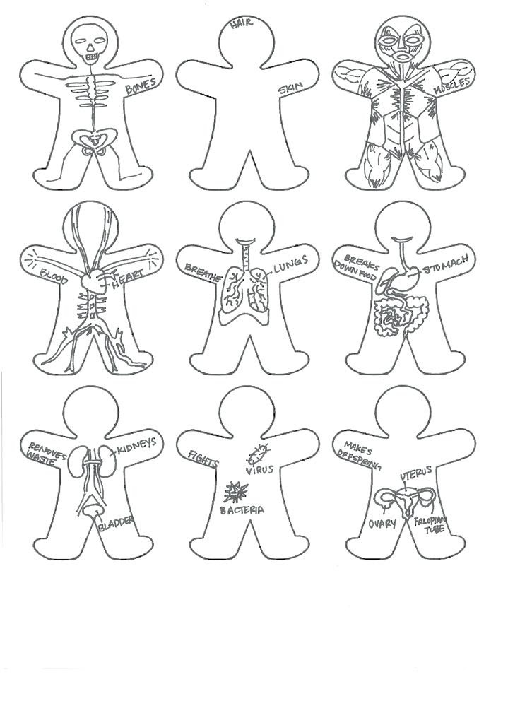 Download Anatomy Coloring Pages Muscles at GetColorings.com | Free ...