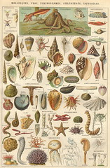 planche mollusques