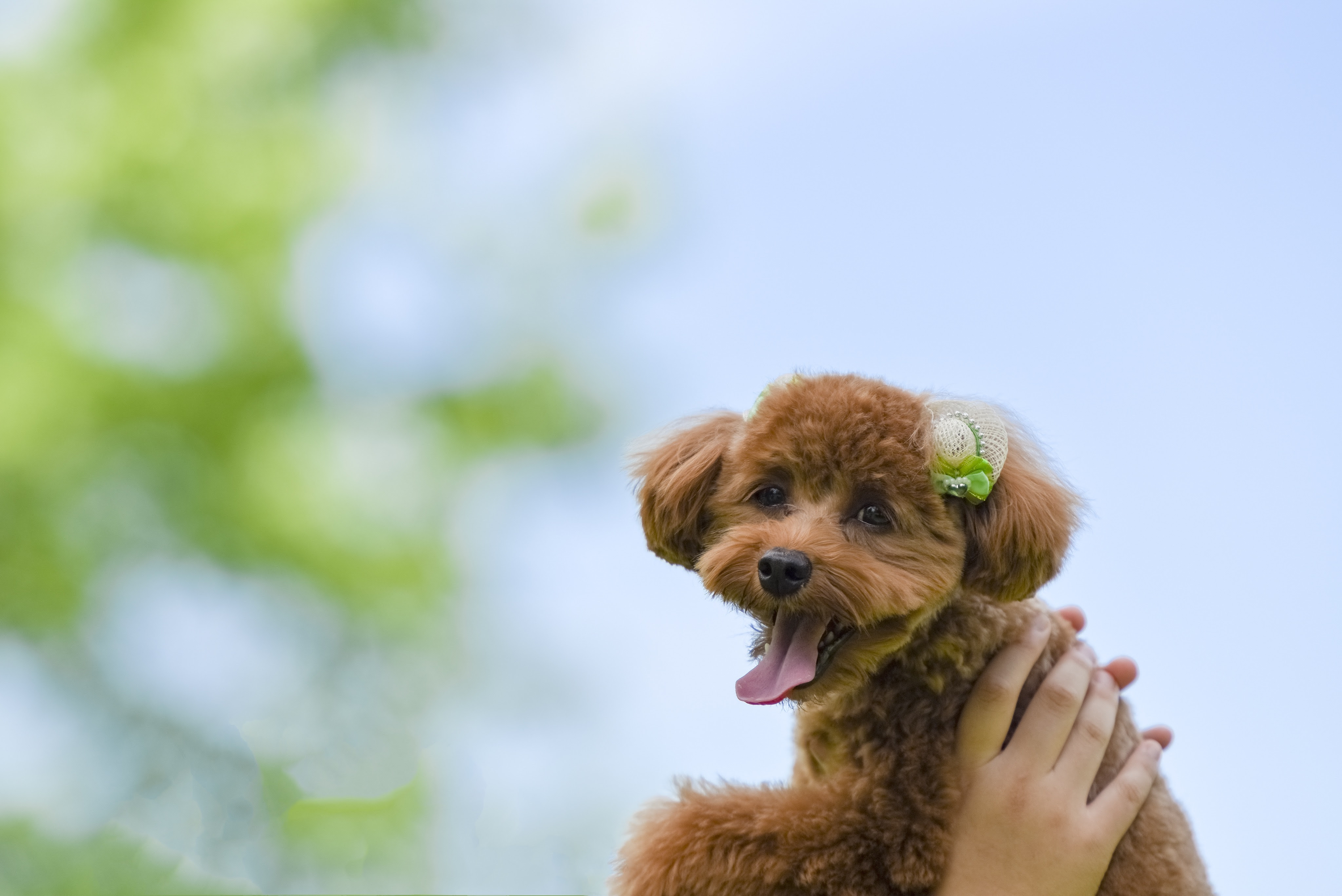 抱っこ嫌いな犬も抱っこできるようになる７ステップ 抱っこは犬を守るための重要な行為