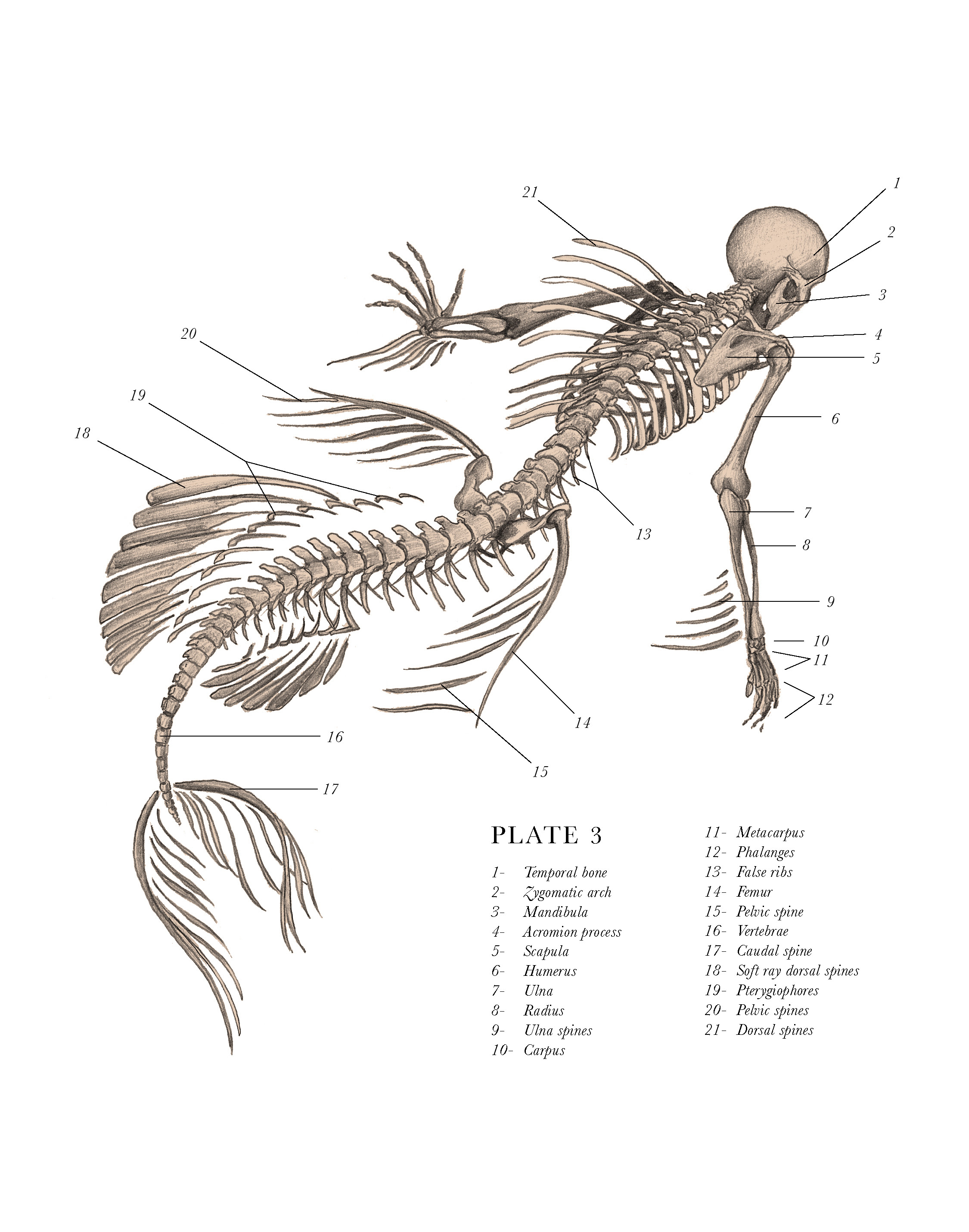 The Resurrectionist Reveal & Giveaway (Part 1) | The Book ...