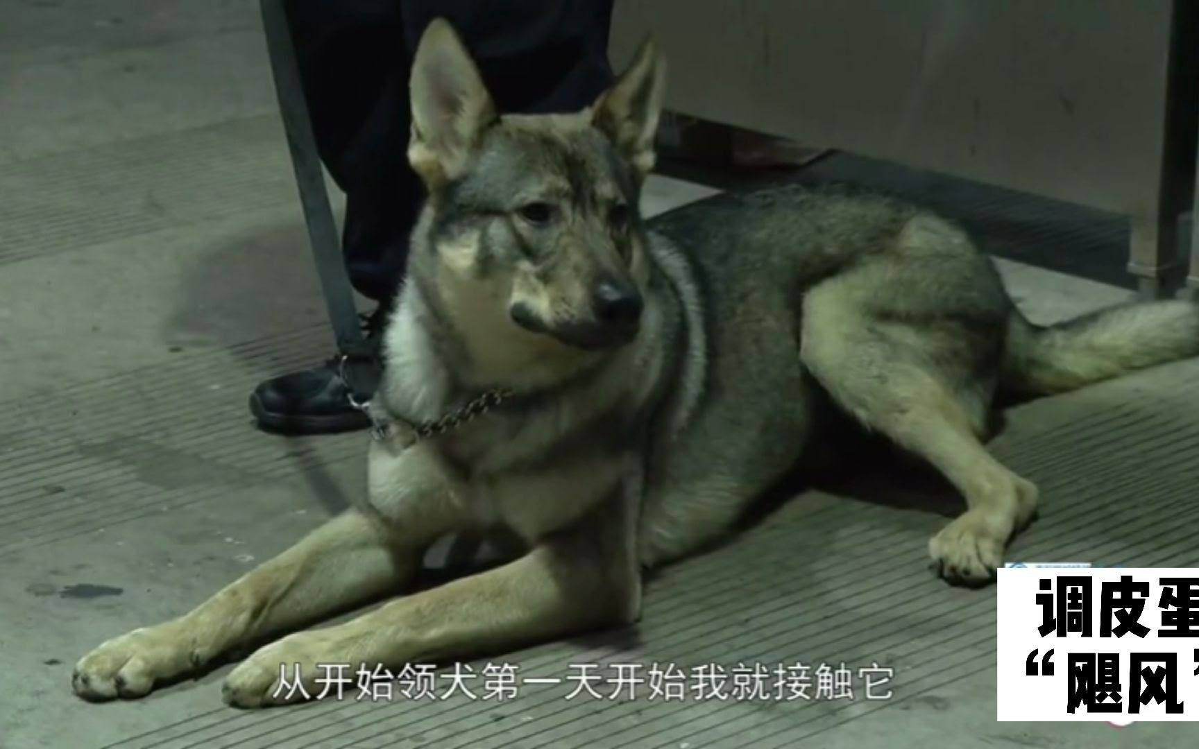 37公斤警犬嗅出56 35公斤违禁品 飓风显威再立功 训练会撒娇 哔哩哔哩 Bilibili