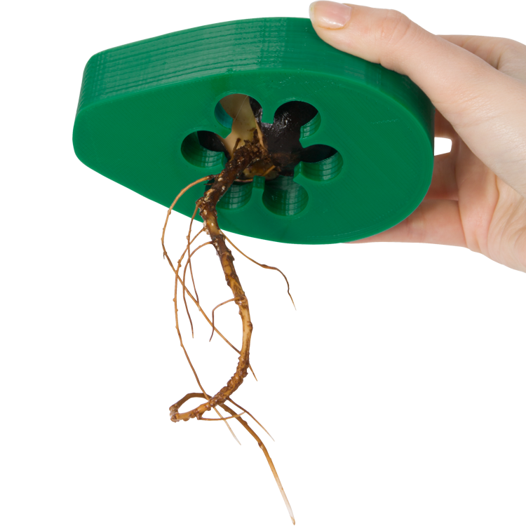 AvoSeedo, A Handy Tool to Make Growing Avocado Trees at ...