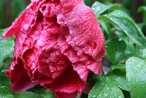 soggy tree peony  017