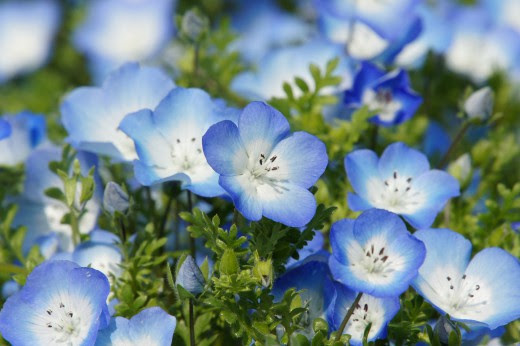 ネモフィラの花3 40pxの無料 フリー写真素材