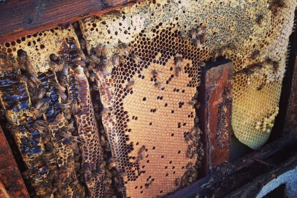 Bee Hive &amp; Swarm Removal Services for Los Angeles, Orange ...