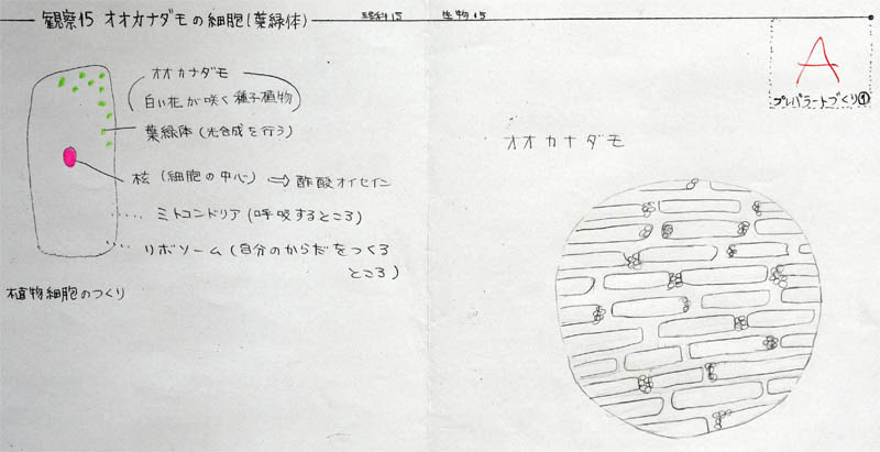 観察15 オオカナダモの細胞 葉緑体 １年理科 生物 Takaの授業記録13