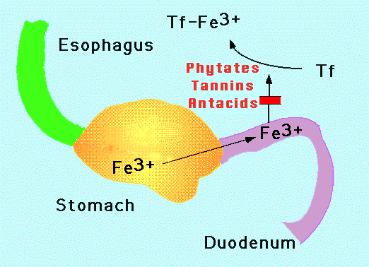 iron more absorb how to Absorption Iron