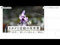 25 ++ カタクリ 花言葉 怖い 310141