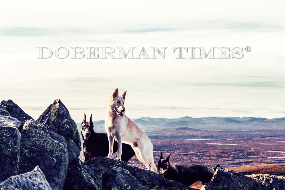 まるで中世の王族貴族の家系図 純犬種とブリーダー 繁殖家 の仕事 Doberman S Blog ドーベルマン ブログ ドーベルマン Com