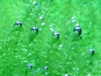 水草のマニアな育て方 無料でｃｏ２ウッドストーンを作ろう