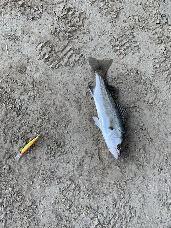 一ツ瀬川河口でシーバス の釣果 19 07 29 みやつり