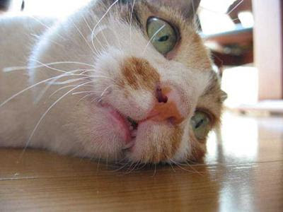コタツしか知らない猫が床暖房の暖かさに魂抜かれた - へんじがないへ 