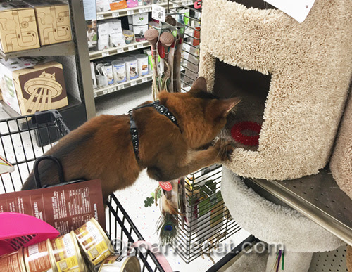 somali cat looking at cat condo in pet store