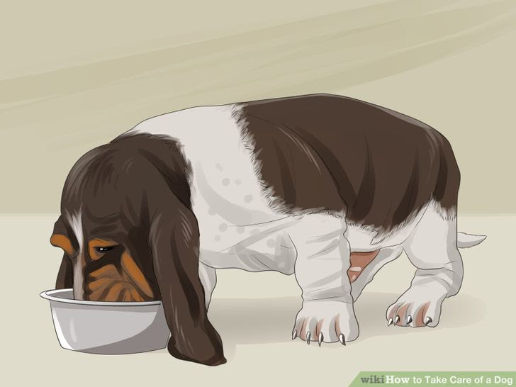 Take Care of a Dog Step 1 Version 3.jpg