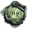 Cabbage-a water vegetable Cabbage-a water vegetable