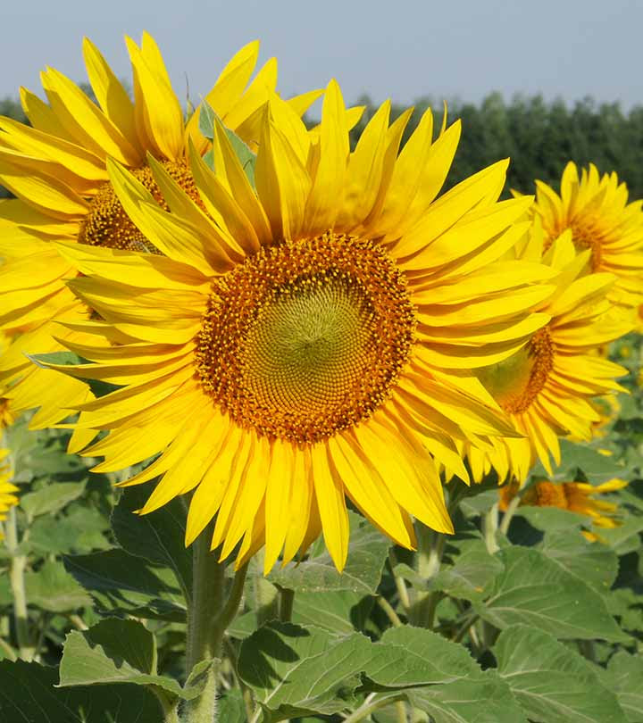 Yellow Flowers, Beautiful Natural Flower Image, #29085